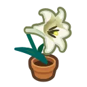 lilyflower lilyflower