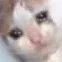 sadcat