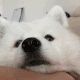 SCCDogBoop