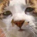 poorcat poorcat