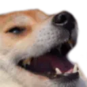 dogelaugh