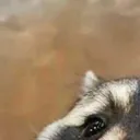 racoon_1