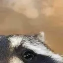 raccoon_2