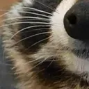racoon_3