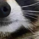 racoon_4