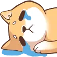 shiba_cry