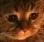 sn_sad Discord Emoji
