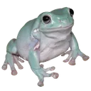 cooldude