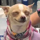 seymourdog