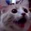 pogkitty