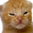 angryCat angryCat