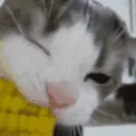 cateat