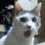 zcatshocked Discord Emoji