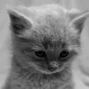 Catsad catsad Discord Emoji