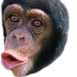 chimp chimp
