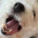 beni3