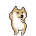 dancedoge