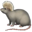 Khabib_Rat