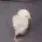 chick chick
