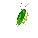 RoachDance RoachDance