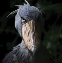 shoebill