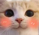 uwukitty