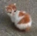 SadCat SadCat