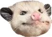 Pos_nyooooom Pos_nyooooom