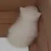 angycat angycat