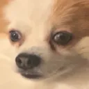 doggofeelsdeadinside