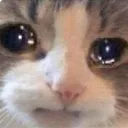 sadcat