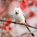 :birb: Discord Emote