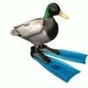 RotatingDuck