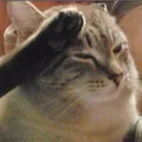 catsalute