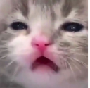 :kwot: