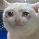 catcry2 catcry2