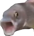 PogFish