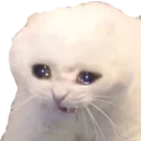 sadcat Discord Emoji