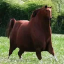 thicchorse