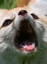 screeee screeee