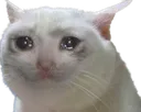 catcry
