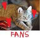 Fans