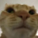 catfunny