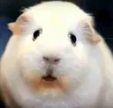 wawshjts