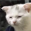 CatTired2