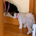 chomp