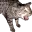 disgostang