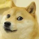 Doge