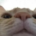whatshesees