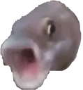 pogfish